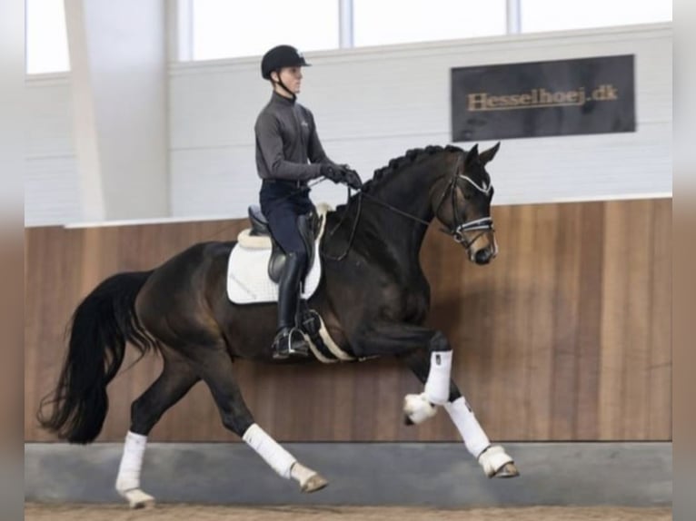 Dänisches Warmblut Wallach 4 Jahre 173 cm Brauner in Asperup