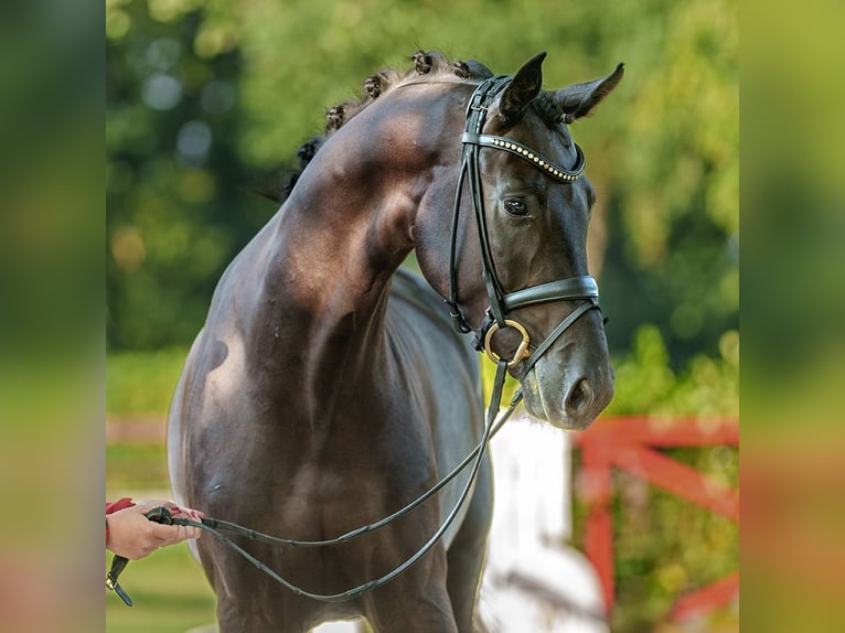 Dänisches Warmblut Wallach 4 Jahre 173 cm Schwarzbrauner in Münster