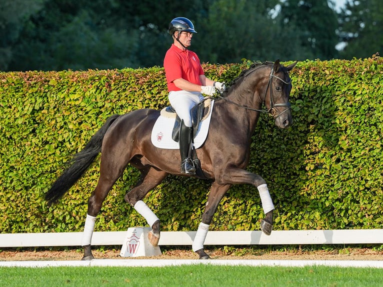 Dänisches Warmblut Wallach 4 Jahre 173 cm Schwarzbrauner in Münster