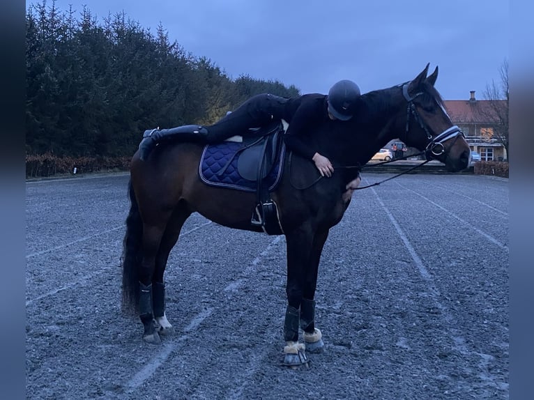 Dänisches Warmblut Wallach 4 Jahre 174 cm Dunkelbrauner in Aarhus