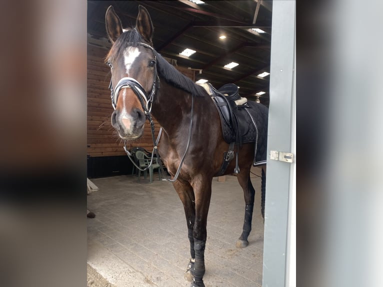 Dänisches Warmblut Wallach 4 Jahre 174 cm Dunkelbrauner in Aarhus