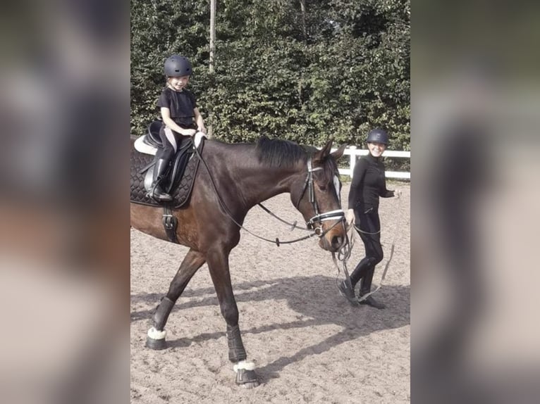 Dänisches Warmblut Wallach 4 Jahre 174 cm Dunkelbrauner in Aarhus