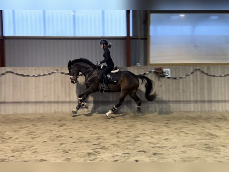 Dänisches Warmblut Wallach 4 Jahre 174 cm Dunkelbrauner in Aarhus