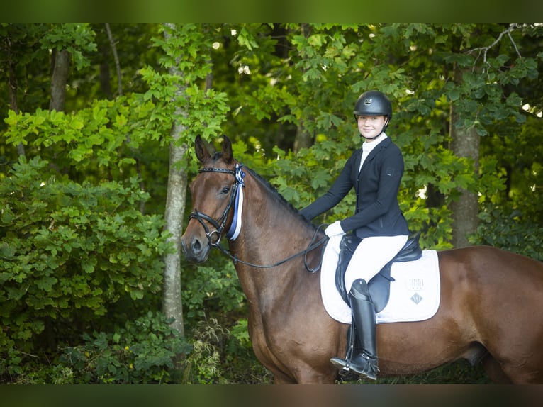 Dänisches Warmblut Wallach 4 Jahre 176 cm Brauner in Auning