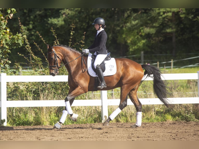 Dänisches Warmblut Wallach 4 Jahre 176 cm Brauner in Auning