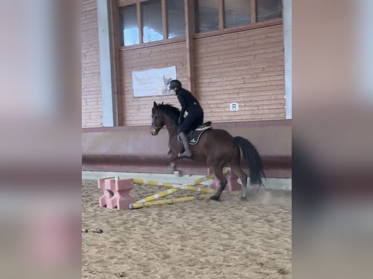 Dänisches Warmblut Wallach 5 Jahre 155 cm Brauner in Achstetten