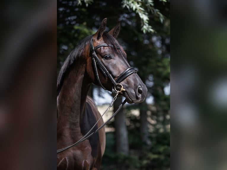 Dänisches Warmblut Wallach 5 Jahre 166 cm Schwarzbrauner in Odder