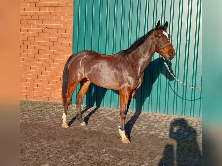 Dänisches Warmblut Wallach 5 Jahre 167 cm Brauner in Dinklage