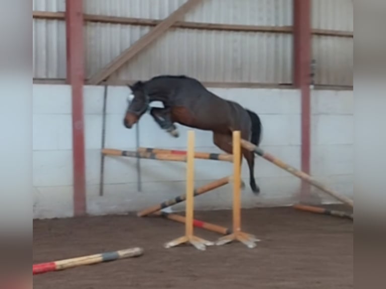 Dänisches Warmblut Wallach 5 Jahre 167 cm Brauner in Dinklage