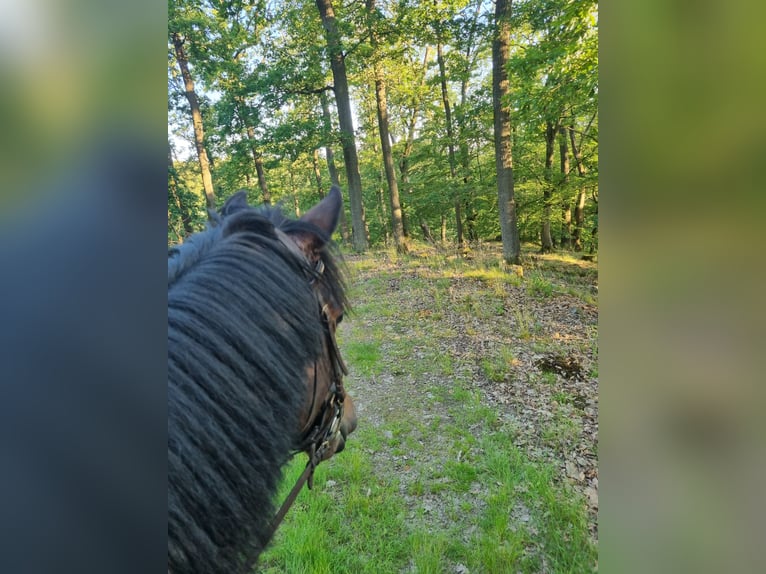 Dänisches Warmblut Wallach 5 Jahre 167 cm Dunkelbrauner in Herborn