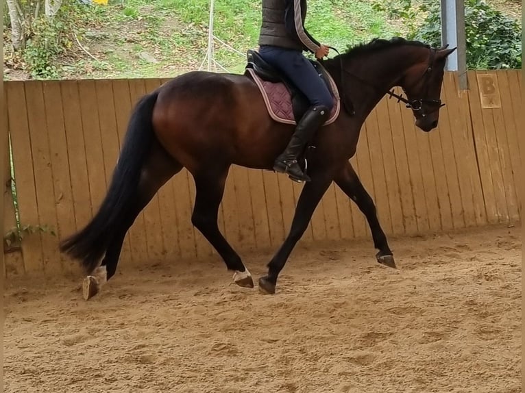 Dänisches Warmblut Wallach 5 Jahre 167 cm Dunkelbrauner in Herborn