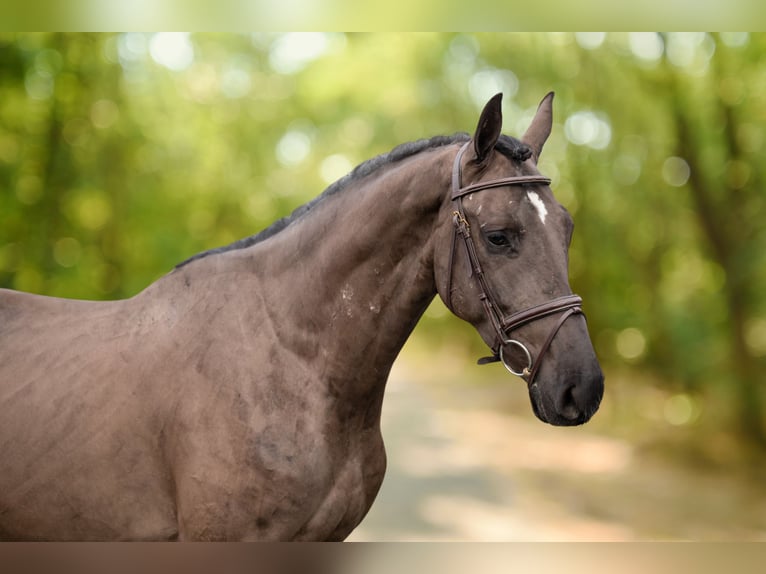 Dänisches Warmblut Wallach 5 Jahre 167 cm in GROTE-BROGEL