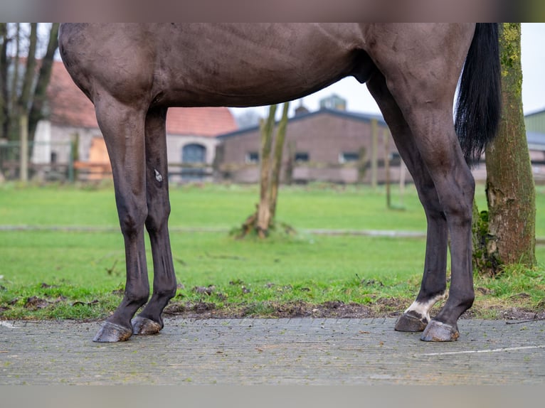 Dänisches Warmblut Wallach 5 Jahre 167 cm in GROTE-BROGEL