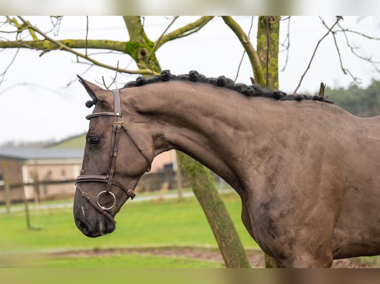 Dänisches Warmblut Wallach 5 Jahre 167 cm in GROTE-BROGEL