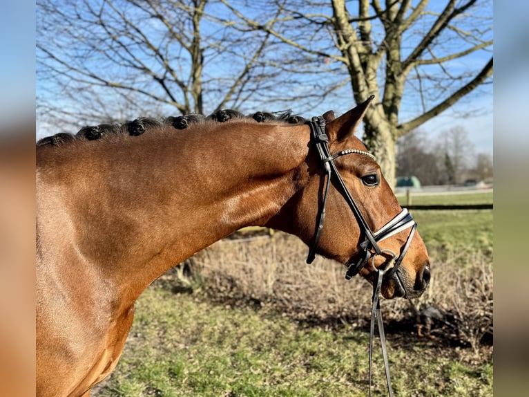 Dänisches Warmblut Wallach 5 Jahre 172 cm Brauner in Münster