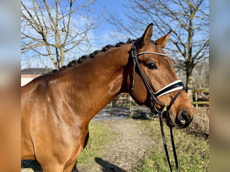 Dänisches Warmblut Wallach 5 Jahre 172 cm Brauner in Münster