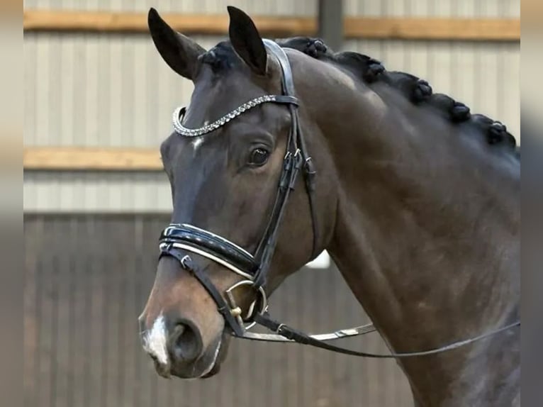 Dänisches Warmblut Wallach 5 Jahre 174 cm Brauner in Børkop
