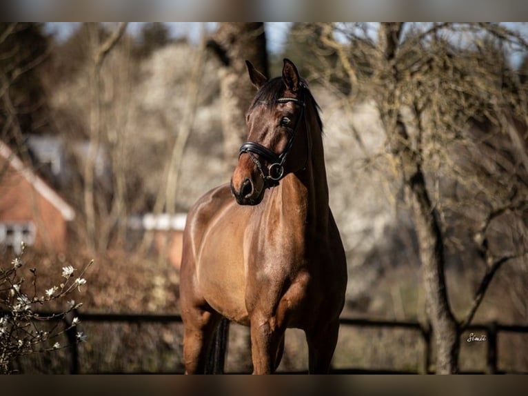 Dänisches Warmblut Wallach 5 Jahre 174 cm Hellbrauner in Asperup