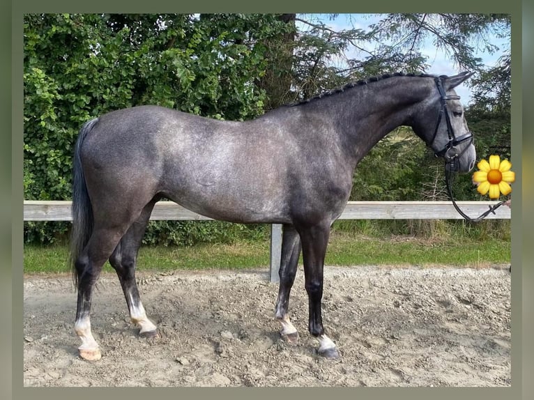 Dänisches Warmblut Wallach 5 Jahre 175 cm Schimmel in Süderlügum