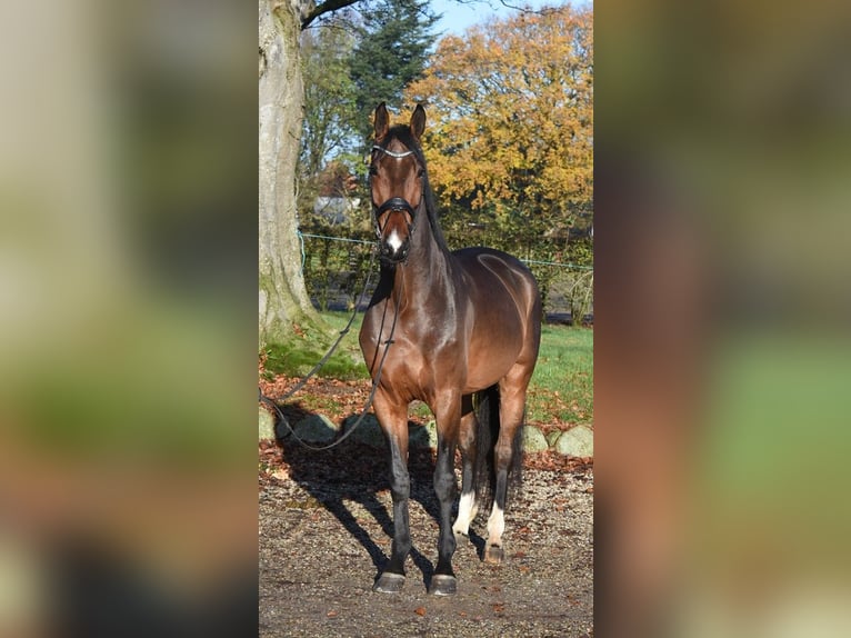 Dänisches Warmblut Wallach 5 Jahre 176 cm Brauner in R&#xF8;dekro