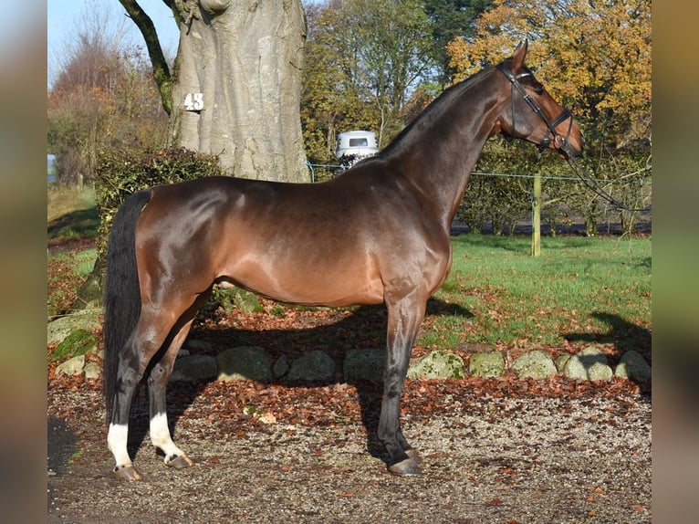 Dänisches Warmblut Wallach 5 Jahre 176 cm Brauner in R&#xF8;dekro