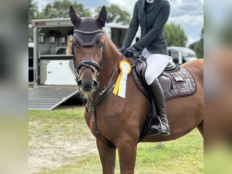 Dänisches Warmblut Wallach 5 Jahre 176 cm Dunkelfuchs in Schmilau