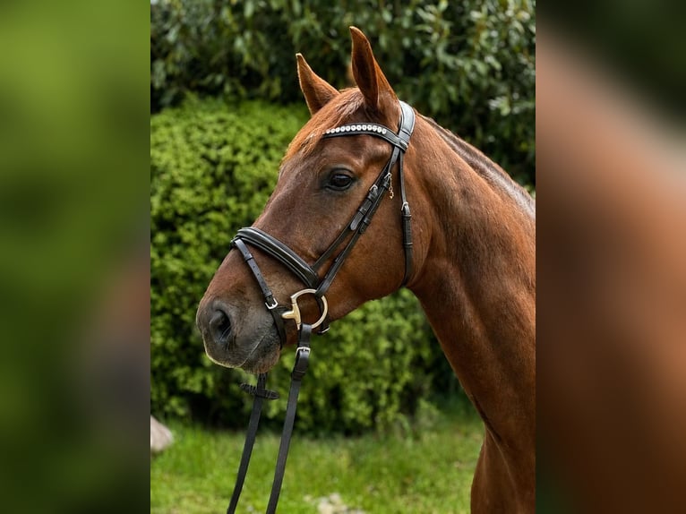Dänisches Warmblut Wallach 5 Jahre 176 cm Dunkelfuchs in Schmilau