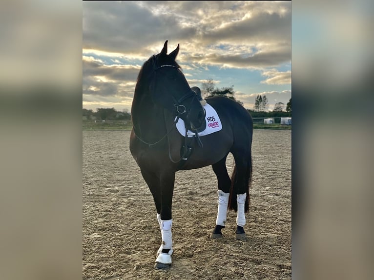 Dänisches Warmblut Wallach 5 Jahre 176 cm Rappe in Kv&#xE6;rndrup