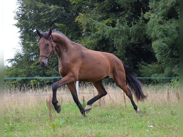 Dänisches Warmblut Wallach 5 Jahre 179 cm Rotbrauner in Egtved