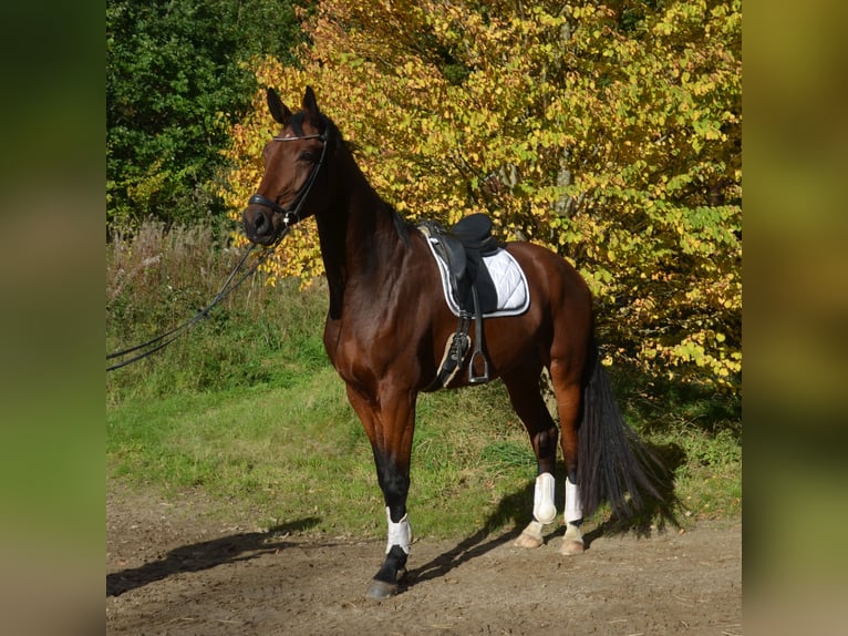 Dänisches Warmblut Wallach 5 Jahre 179 cm Rotbrauner in Egtved