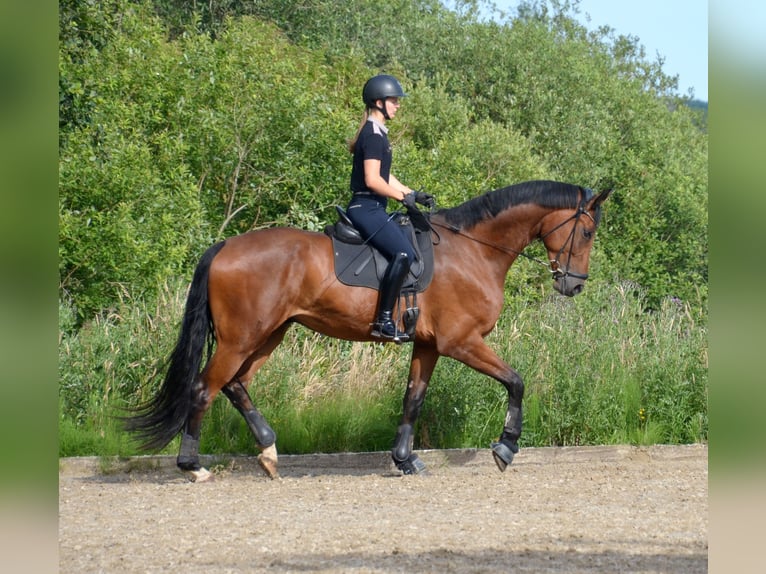 Dänisches Warmblut Wallach 5 Jahre 179 cm Rotbrauner in Egtved