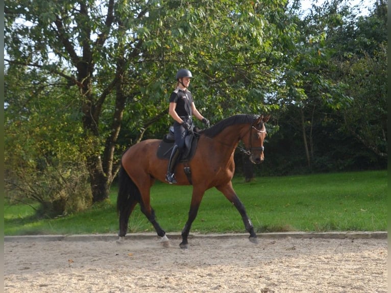 Dänisches Warmblut Wallach 5 Jahre 179 cm Rotbrauner in Egtved