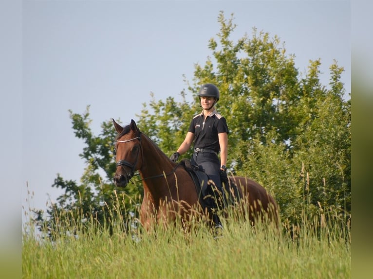 Dänisches Warmblut Wallach 5 Jahre 179 cm Rotbrauner in Egtved