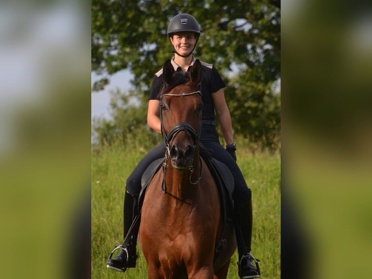 Dänisches Warmblut Wallach 5 Jahre 179 cm Rotbrauner in Egtved