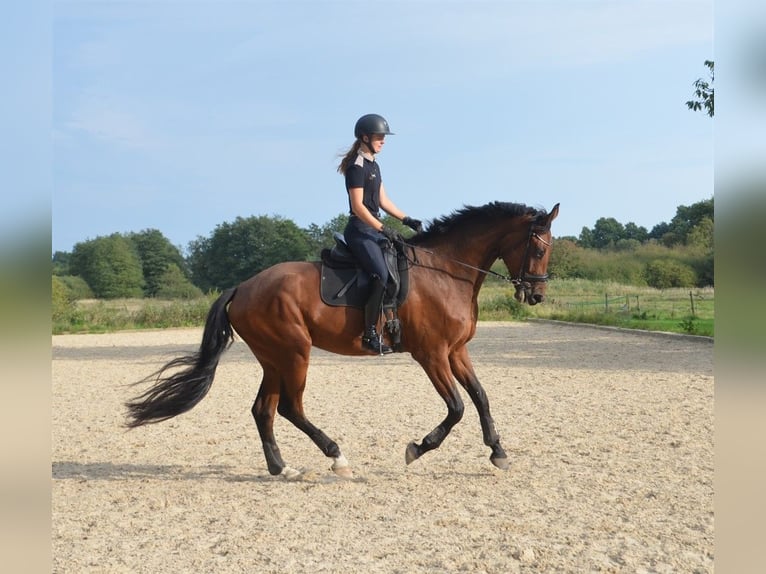 Dänisches Warmblut Wallach 5 Jahre 179 cm Rotbrauner in Egtved