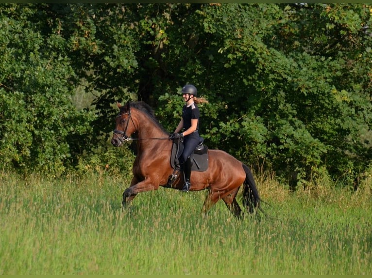 Dänisches Warmblut Wallach 5 Jahre 179 cm Rotbrauner in Egtved