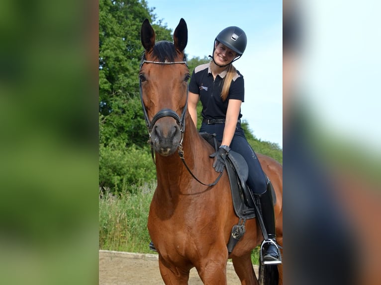 Dänisches Warmblut Wallach 5 Jahre 179 cm Rotbrauner in Egtved