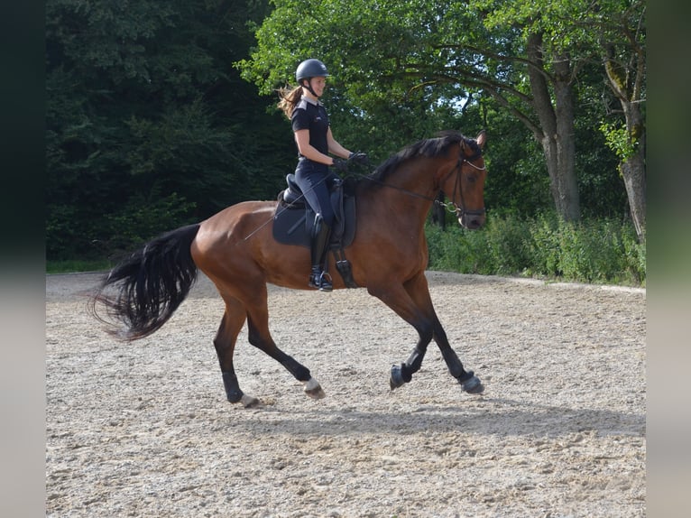 Dänisches Warmblut Wallach 5 Jahre 179 cm Rotbrauner in Egtved