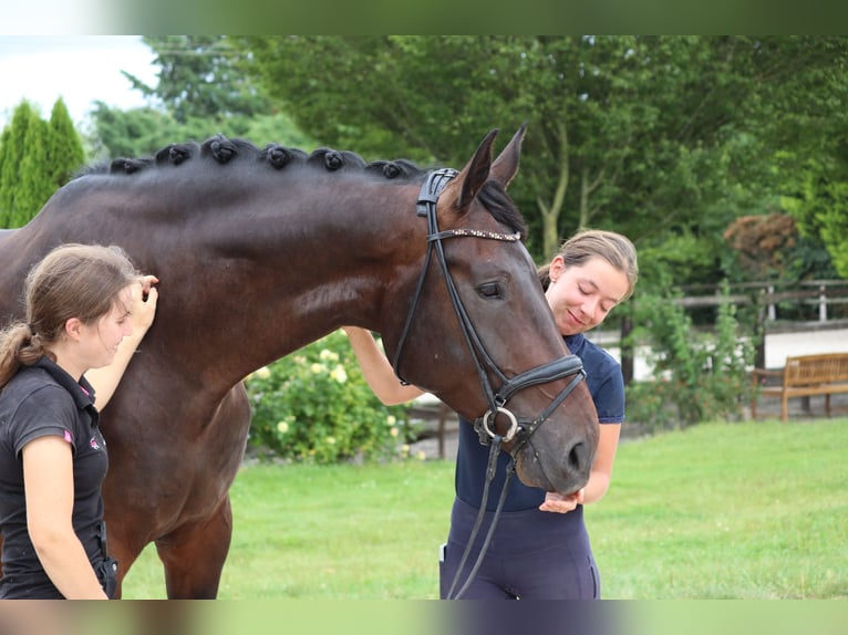 Dänisches Warmblut Wallach 5 Jahre 182 cm Dunkelbrauner in Erftstadt