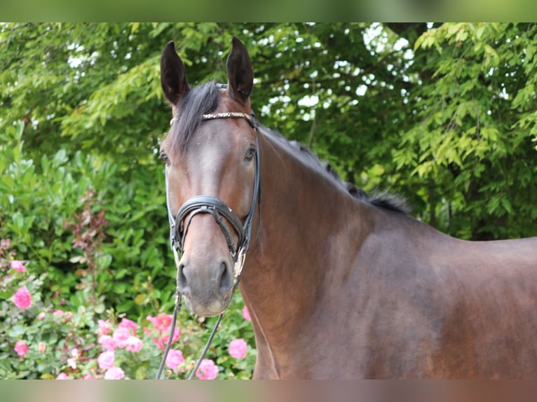 Dänisches Warmblut Wallach 5 Jahre 182 cm Dunkelbrauner in Erftstadt