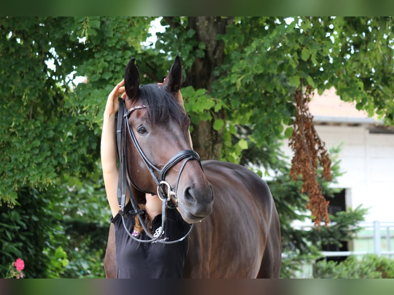 Dänisches Warmblut Wallach 5 Jahre 182 cm Dunkelbrauner in Erftstadt