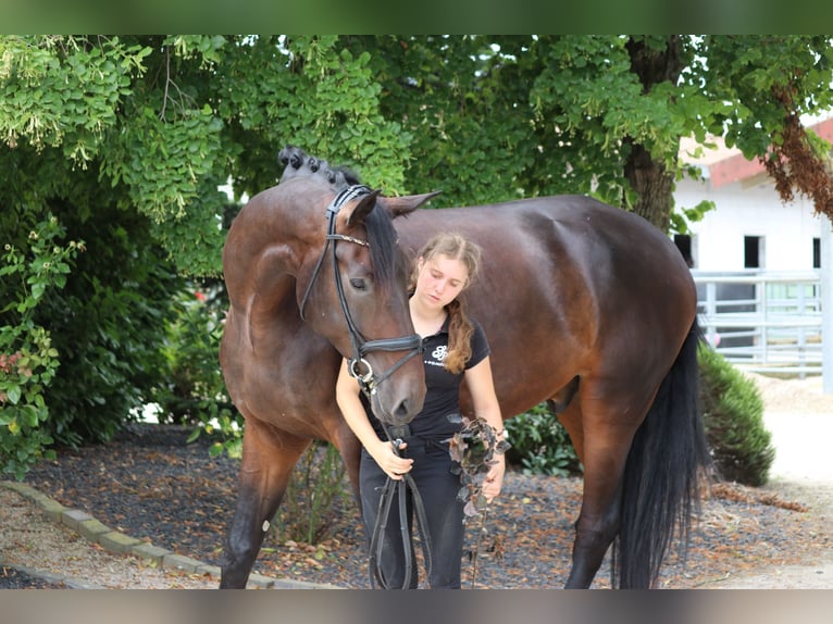 Dänisches Warmblut Wallach 5 Jahre 182 cm Dunkelbrauner in Erftstadt