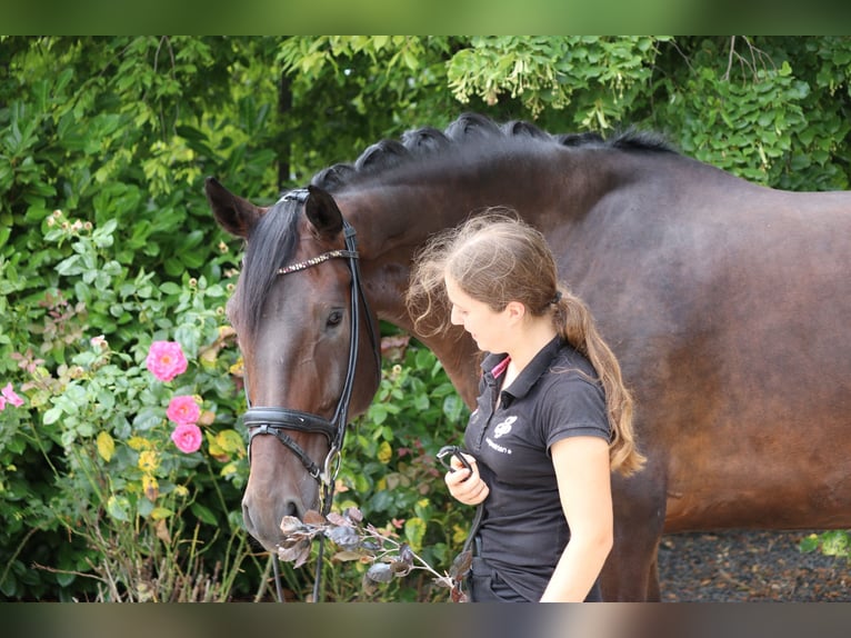 Dänisches Warmblut Wallach 5 Jahre 182 cm Dunkelbrauner in Erftstadt