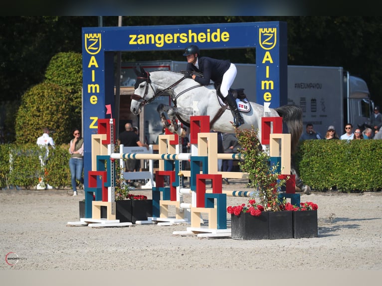 Dänisches Warmblut Wallach 5 Jahre 182 cm Schimmel in Christianfeld