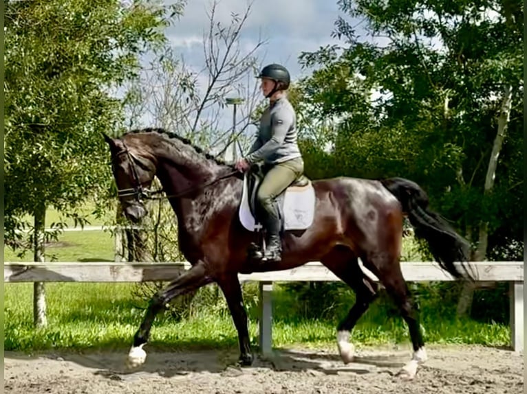 Dänisches Warmblut Wallach 5 Jahre 184 cm Dunkelbrauner in S&#xFC;derl&#xFC;gum