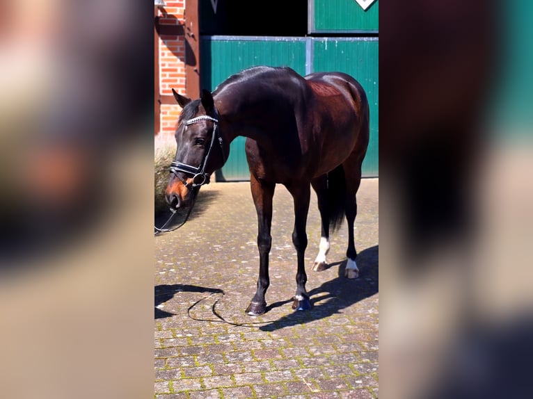 Dänisches Warmblut Wallach 6 Jahre 166 cm Dunkelbrauner in Warendorf