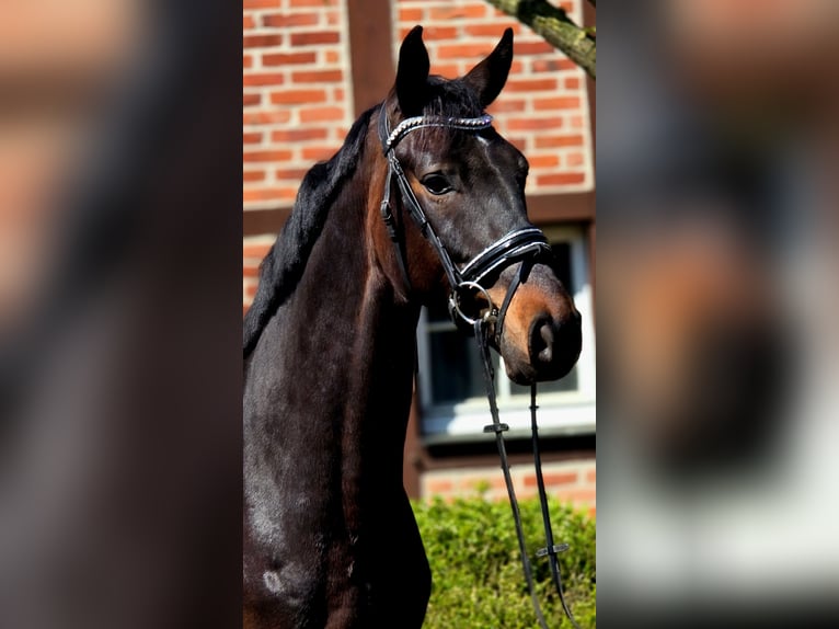 Dänisches Warmblut Wallach 6 Jahre 166 cm Dunkelbrauner in Warendorf
