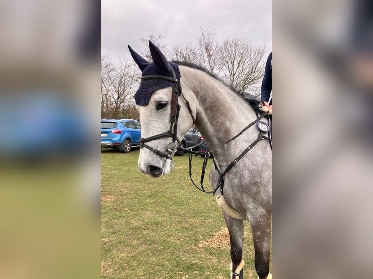 Dänisches Warmblut Wallach 6 Jahre 168 cm Schimmel in Tjele