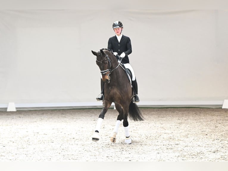 Dänisches Warmblut Wallach 6 Jahre 172 cm Brauner in Lüdinghausen