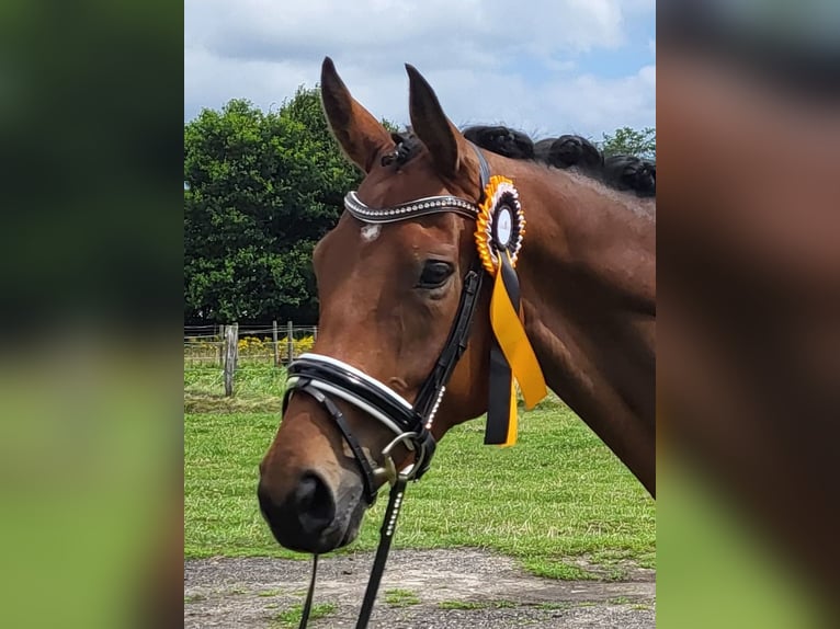 Dänisches Warmblut Wallach 6 Jahre 172 cm Brauner in Mohrkirch
